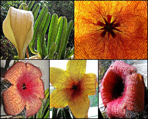 Stapelia grandiflora - kwiaty o średnicy 33 cm !!!