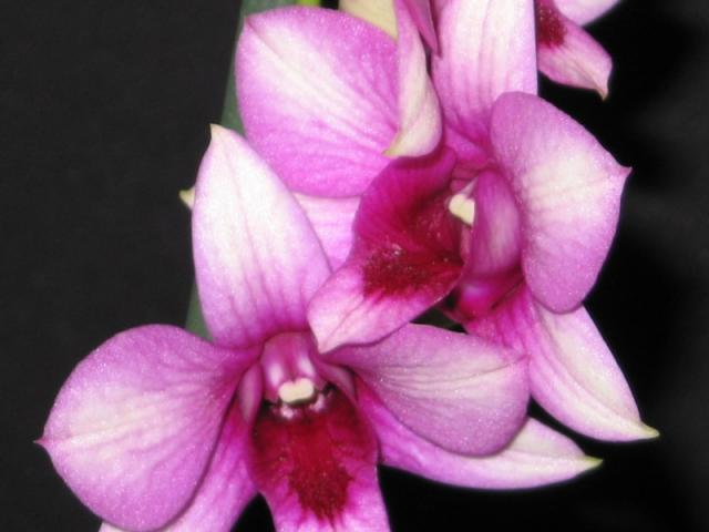 Storczyk - dendrobium phalaenopsis