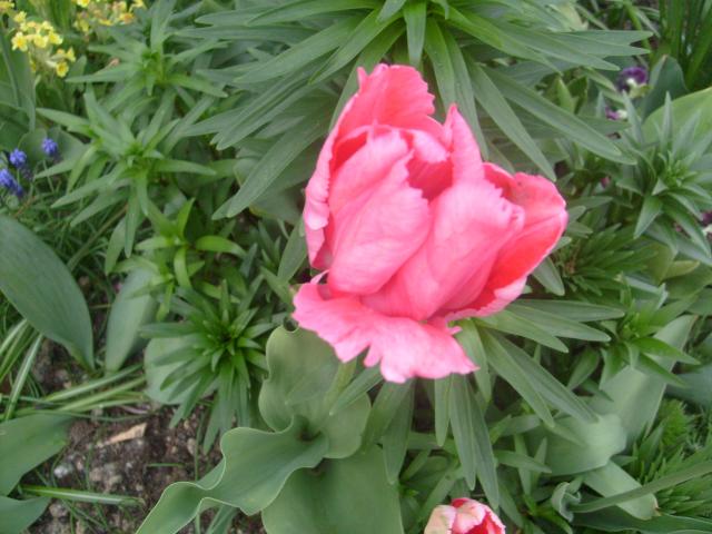 tulipanek:)