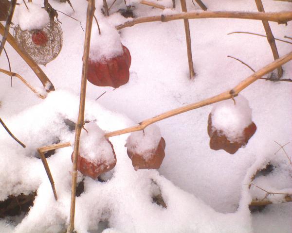 zimowa miechunka
