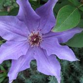 Clematis 'The Presi