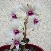 Dendrobium Miniaturk