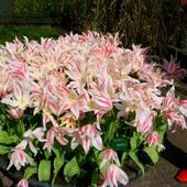 dwukolorowe tulipany