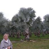 Farma palm