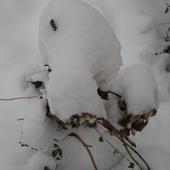 Hortensja zimą (biedna pod pierzynką)
