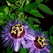 Męczennica - Passiflora