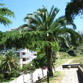 palmy w Czarnogórze