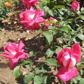 Róża - Acapella  (Rosen Tantau 1994 ) - silnie pachnie