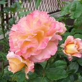 Róża - Albrecht Durer Rose - silnie pachnąca