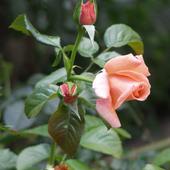 Róża Pnąca - Baro