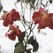 Róże - Lilli Marleen w styczniu.....a jeszcze niedawno były takie piękne??