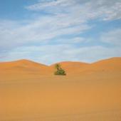 samotna palemka na Saharze