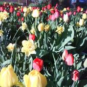 skoro tulipany sie podobaja no to jeszcze raz :)