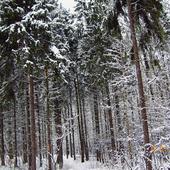 Sosnowy lasek w zimowej szacie
