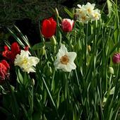Tulipany I Narcyzy