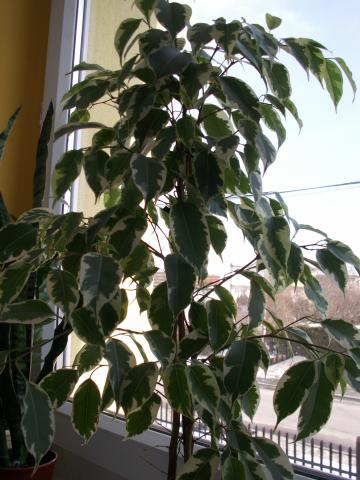 Ficus Beniamina - Benjaminek plamiasty