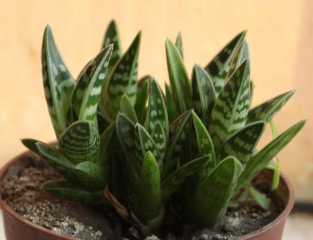 Aloe variegata - aloes pasiasty / tygrysi