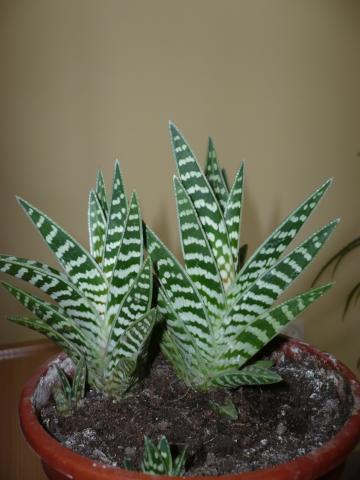 Aloe variegata, aloes pstry