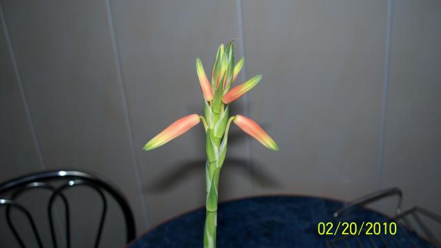 Aloes niski-kwiat