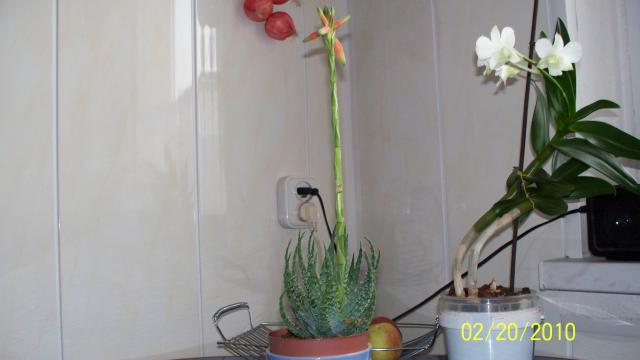 Aloes niski-kwiat
