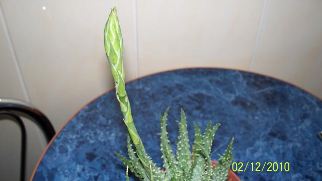 Aloes niski