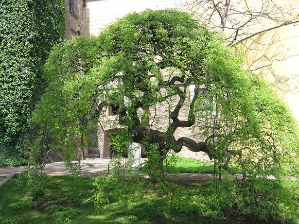 drzewo ciekawostka
