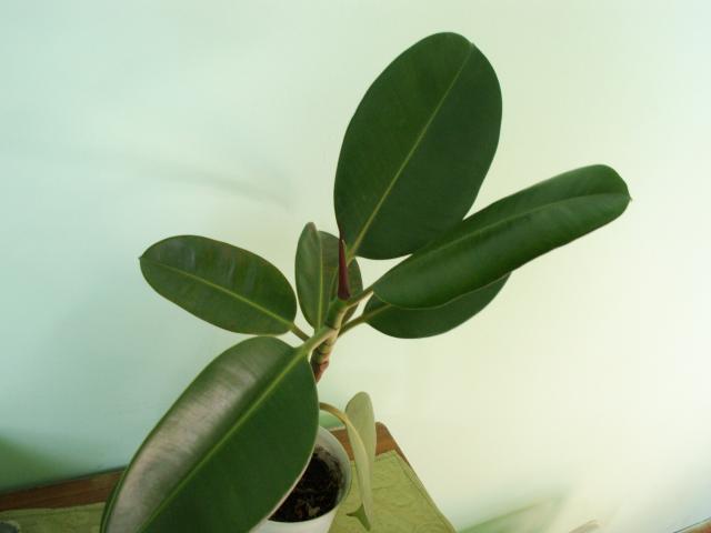 Figowiec sprężysty, Fikus - Ficus elastica