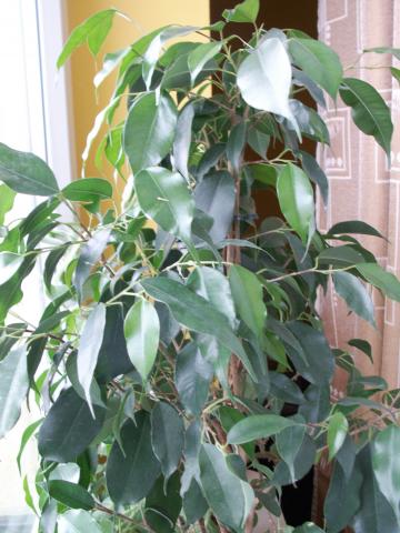 Fikus zielony - Ficus Benjamina