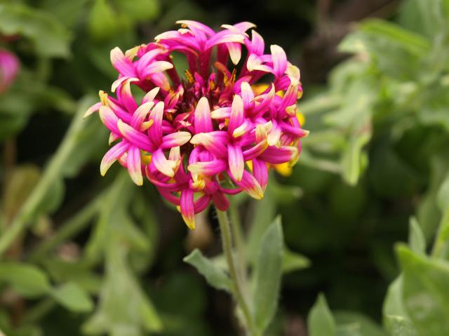 Gaillardia Grandiflora