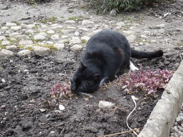 Kot jedzący kocimiętkę w Ogrodzie Hortulus marzec 2009r.