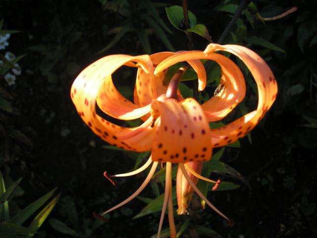 Kwiatek smolinosa