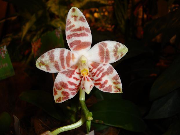 Phalaenopsis Amboinensis