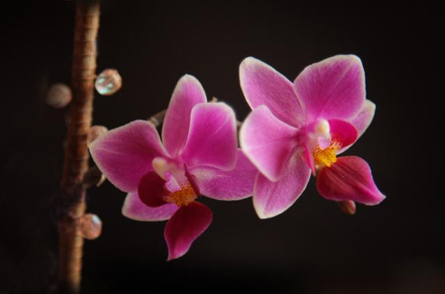 Phalaenopsis (storczyk)