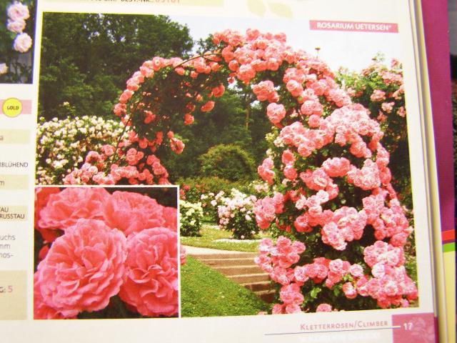 Piękna róża .........Rosarium Uetersen