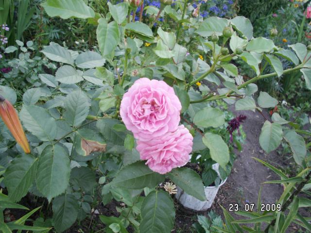 Poprostu różowa róża