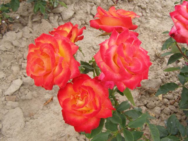 Róża ...Alinka