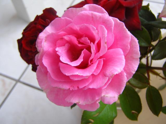 Róża   Piroschka - pachnąca   (Rosen Tantau - 1972)