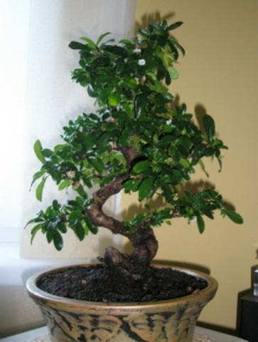 znow bonsai
