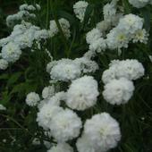 białe kwiatuszki -krwawnik kichawiec