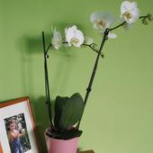 Mój najnowszy nabytek - Phalaenopsis aphrodite