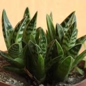 Aloe variegata - aloes pasiasty / tygrysi