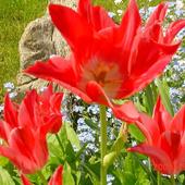 cd tulipanów