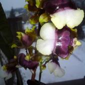 dendrobium-orchidea