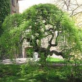 drzewo ciekawostka