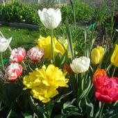 i jeszcze tulipanki