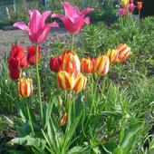 i jeszcze tulipany