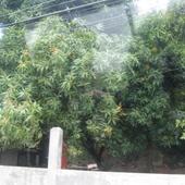 Kwitnace drzewko mango,Honduras