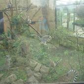małpiatki w opolskim zoo