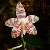 Phalaenopsis Amboine