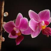 Phalaenopsis (storczyk)